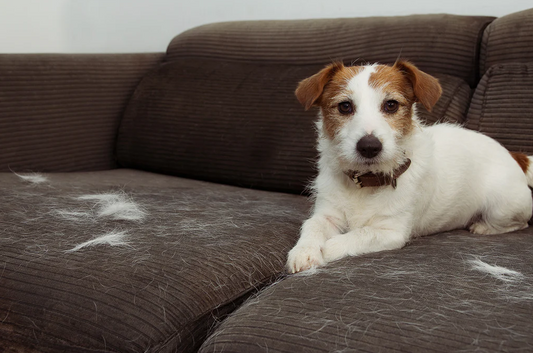 The Hidden Risks of Pet Hair: Why It’s More Harmful Than You Think