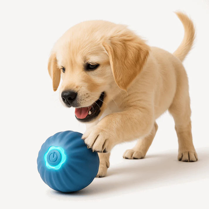 Keep Your Pet Active and Happy!